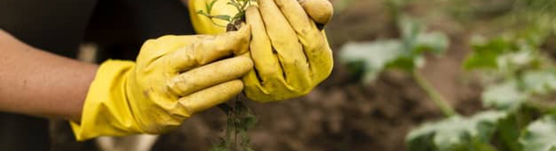 Las 3 tareas clave para cuidar de tu jardín esta primavera Las 3 tareas clave para cuidar de tu jardín esta primavera